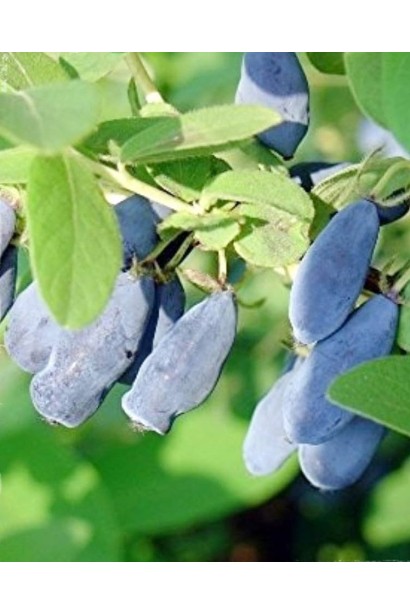 Жимолость камчатська Югана 